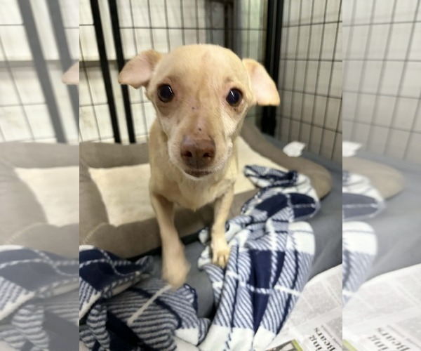 Medium Photo #1 Chihuahua Puppy For Sale in Mukwonago, WI, USA