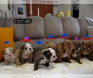 Bulldog Puppy for Sale in TEMPE, Arizona USA