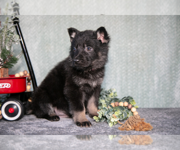 Medium Photo #2 German Shepherd Dog Puppy For Sale in NAPPANEE, IN, USA