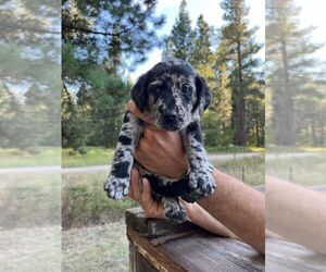 Australian Shepherd-Bluetick Coonhound Mix Puppy for sale in TURAH, MT, USA