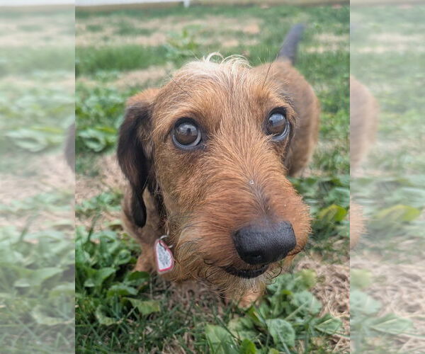 Medium Photo #10 Dachshund Puppy For Sale in Shelbyville, TN, USA
