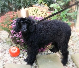 Poodle (Standard) Puppy for sale in ARDMORE, NC, USA