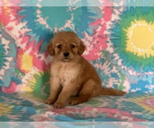 Golden Retriever Puppy for sale in LANCASTER, PA, USA