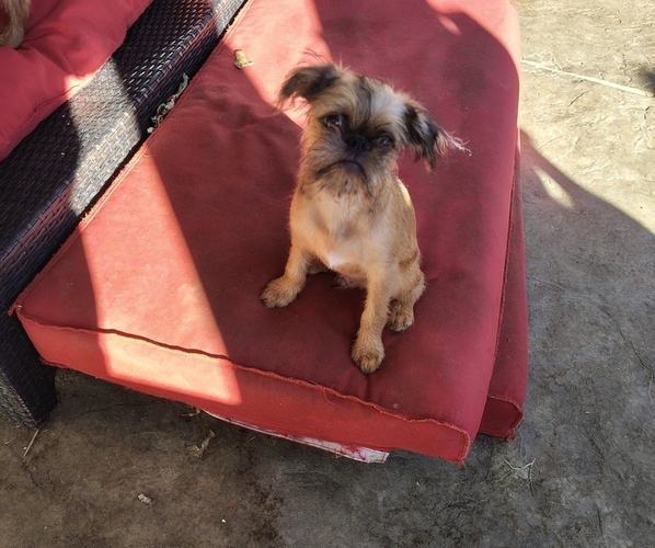 Medium Photo #1 Brussels Griffon Puppy For Sale in SAN BERNARDINO, CA, USA