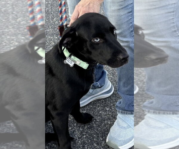 Medium Photo #3 Labrador Retriever-Unknown Mix Puppy For Sale in Boston, MA, USA