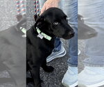 Small #2 Labrador Retriever Mix