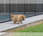Small Photo #5 Pomeranian Puppy For Sale in HOLLYWOOD, FL, USA