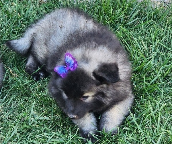 Medium Photo #3 Keeshond Puppy For Sale in GREENVILLE, OH, USA