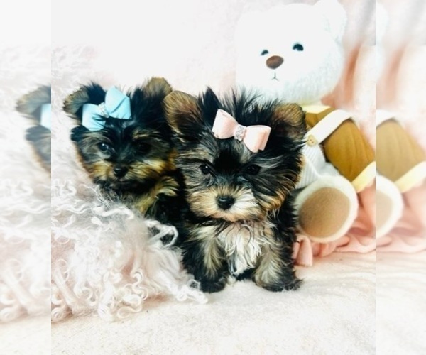 Medium Photo #19 Yorkshire Terrier Puppy For Sale in ATLANTA, GA, USA