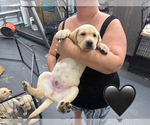 Small Photo #10 Labrador Retriever Puppy For Sale in MIAMI, FL, USA