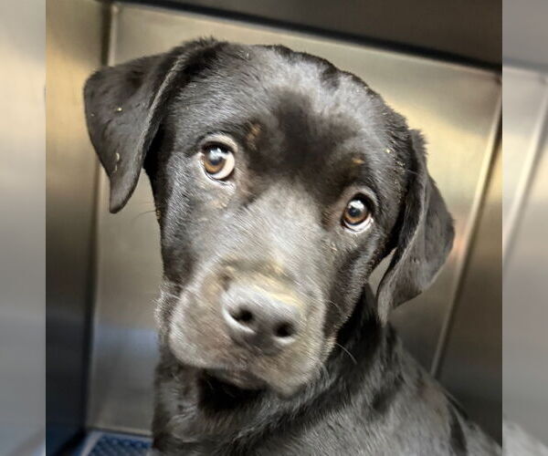 Medium Photo #3 Retriever -Unknown Mix Puppy For Sale in Canton, CT, USA