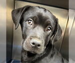 Small #2 Retriever  Mix