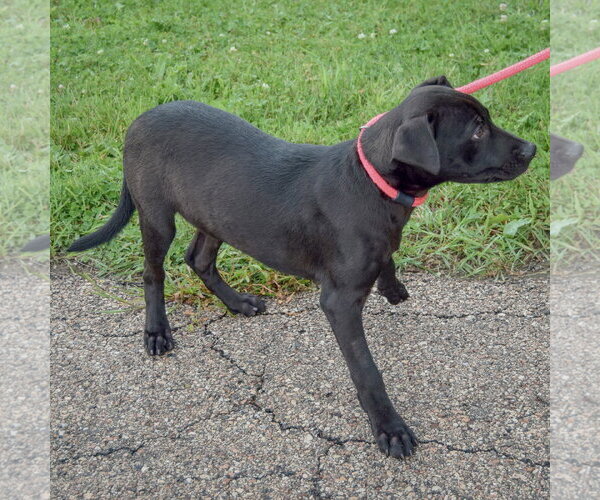 Medium Photo #4 Boxer-Unknown Mix Puppy For Sale in Huntley, IL, USA