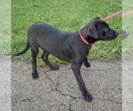 Small #3 Boxer Mix