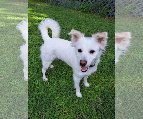 Medium Photo #12 American Eskimo Dog-Unknown Mix Puppy For Sale in Pikesville, MD, USA