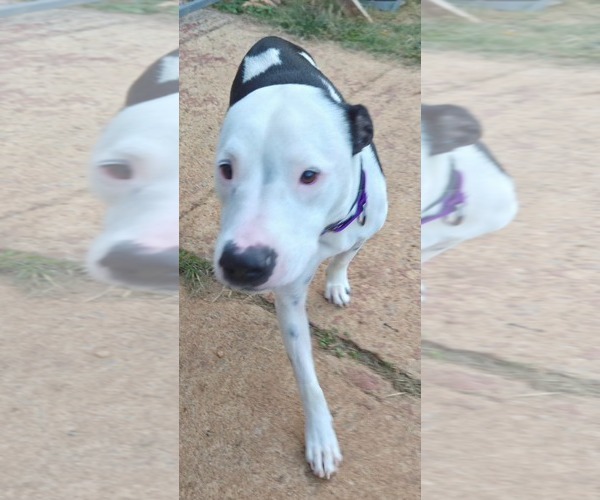Medium Photo #2 Mutt Puppy For Sale in Rustburg, VA, USA