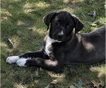 Small Labsky