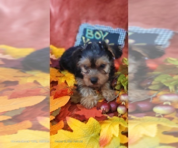 Medium Photo #15 Yorkshire Terrier Puppy For Sale in AKRON, OH, USA