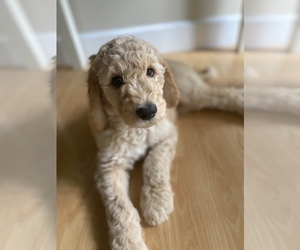 Goldendoodle Puppy for sale in BELLBROOK, OH, USA