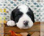 Small Photo #4 Miniature Bernedoodle Puppy For Sale in ROY, UT, USA