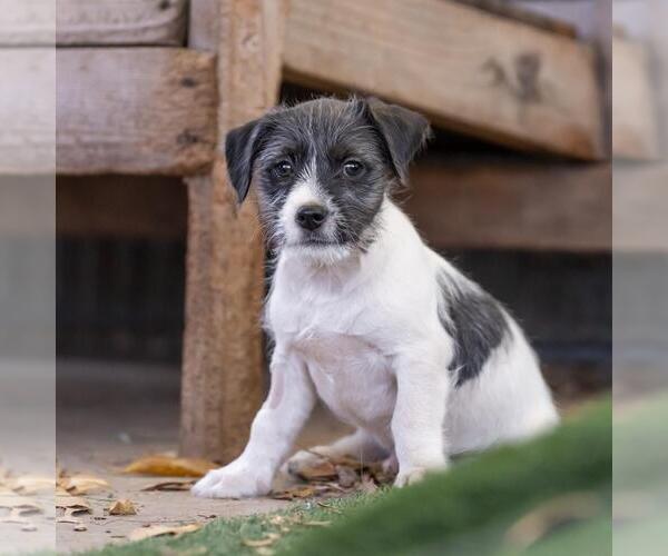 Medium Photo #6 Mutt Puppy For Sale in San Diego, CA, USA