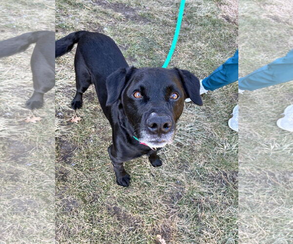 Medium Photo #4 Labrador Retriever-Unknown Mix Puppy For Sale in Manahawkin, NJ, USA