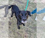 Small #3 Labrador Retriever Mix