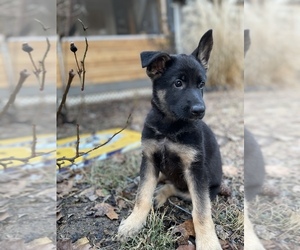 German Shepherd Dog Puppy for sale in ASHLAND CITY, TN, USA