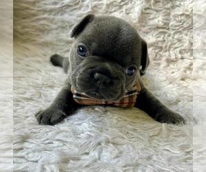 French Bulldog Puppy for sale in BENTONVILLE, AR, USA