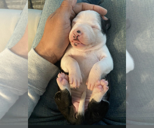 American Pit Bull Terrier Puppy for sale in FALLSINGTON, PA, USA