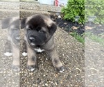 Puppy Puppy 1 Akita