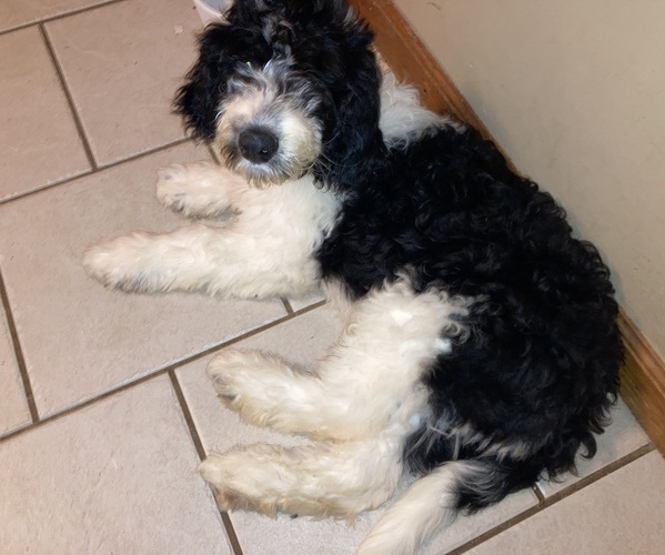 Medium Photo #9 Sheepadoodle Puppy For Sale in BUCKHANNON, WV, USA