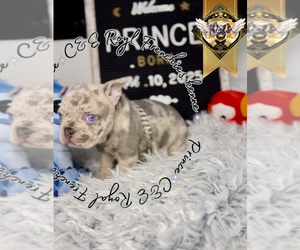 French Bulldog Puppy for sale in ATHENS, GA, USA