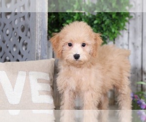 Poochon Puppy for sale in MOUNT VERNON, OH, USA