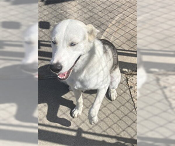 Medium Photo #1 Siberian Husky-Unknown Mix Puppy For Sale in Corpus Christi, TX, USA
