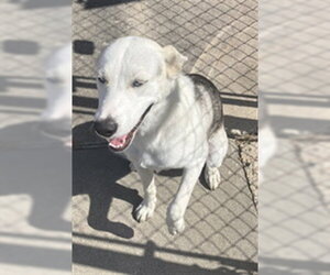 Siberian Husky-Unknown Mix Dogs for adoption in Corpus Christi, TX, USA