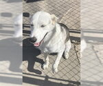 Small Siberian Husky Mix