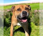 Small #2 American Pit Bull Terrier Mix
