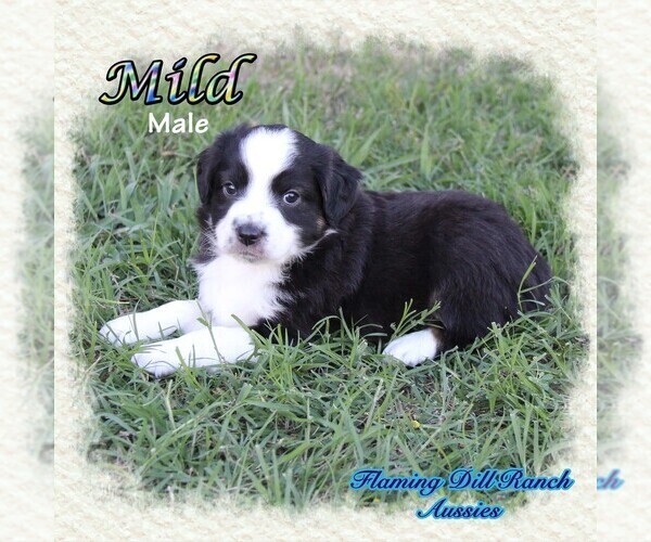 Medium Photo #4 Miniature Australian Shepherd Puppy For Sale in FORESTBURG, TX, USA