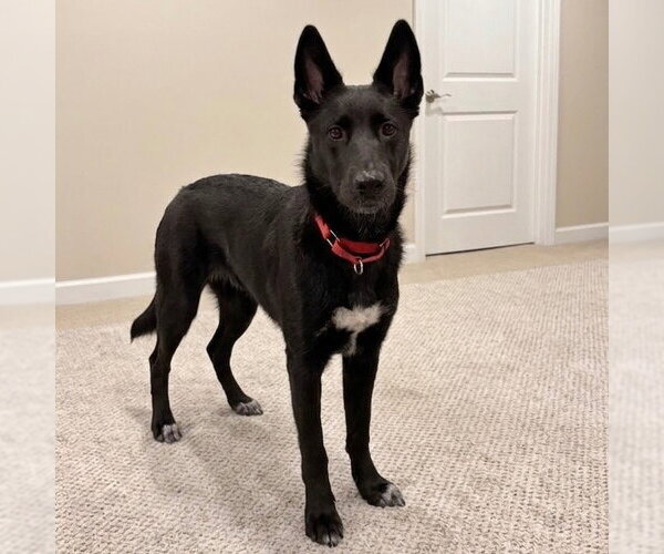 Medium Photo #3 German Shepherd Dog-Unknown Mix Puppy For Sale in Canton, CT, USA