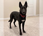 Small #2 German Shepherd Dog Mix