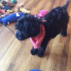 Portuguese Watchdog-Soft Coated Wheaten Terrier Mix Puppy for sale in GRAND RAPIDS, MI, USA