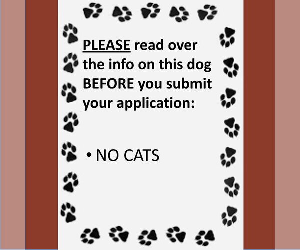 Medium Photo #5 Mutt Puppy For Sale in Fargo, ND, USA