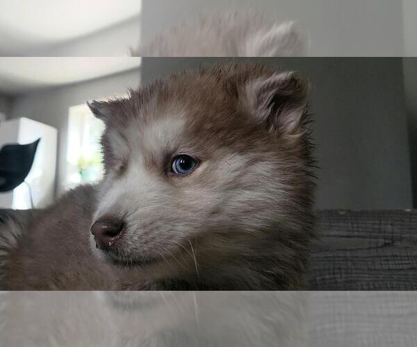 Medium Photo #3 Siberian Husky Puppy For Sale in TACOMA, WA, USA