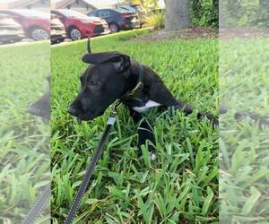 Great Dane Puppy for sale in LARGO, FL, USA