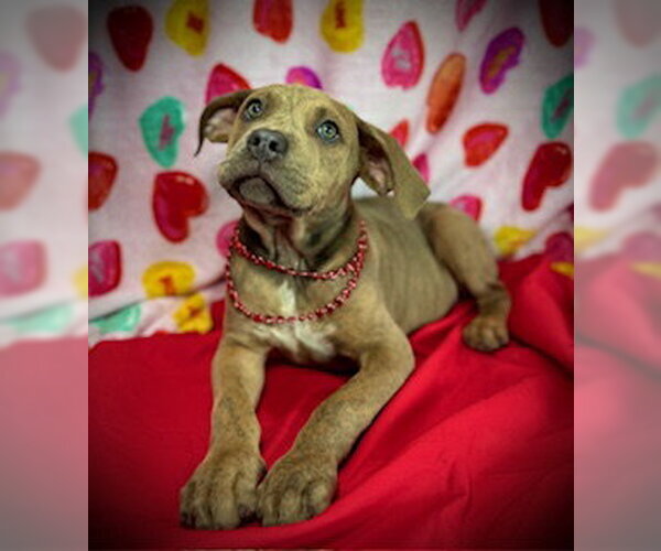 Medium Photo #9 Black Mouth Cur-Catahoula Leopard Dog Mix Puppy For Sale in Pleasanton, TX, USA