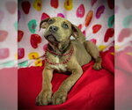 Small #8 Black Mouth Cur-Catahoula Leopard Dog Mix
