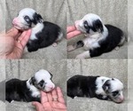 Small #1 Miniature Australian Shepherd
