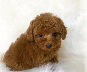Medium Poodle (Toy)