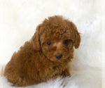 Small Poodle (Toy)